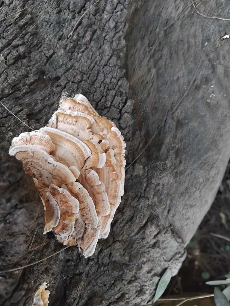 Cerrena zonata · April 2025 · photo: © sofiazed1 (iNaturalist, cc-by)