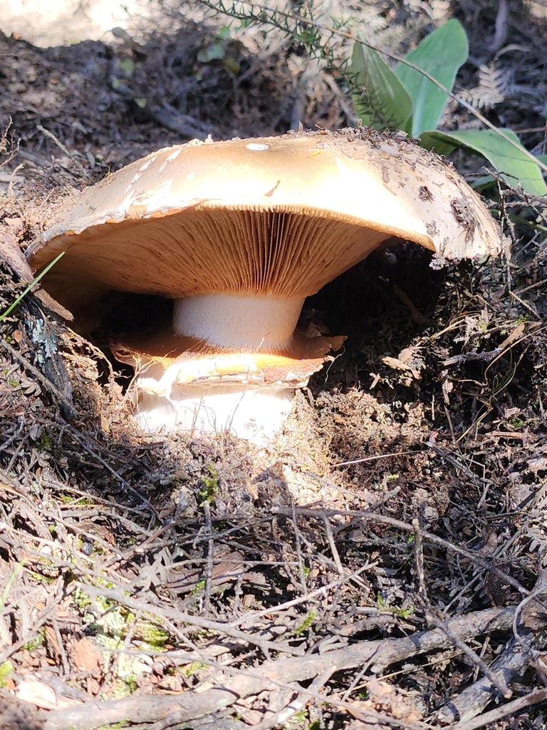 Austrocortinarius australiensis · April 2025 · photo: © nicnation (iNaturalist, cc-by)