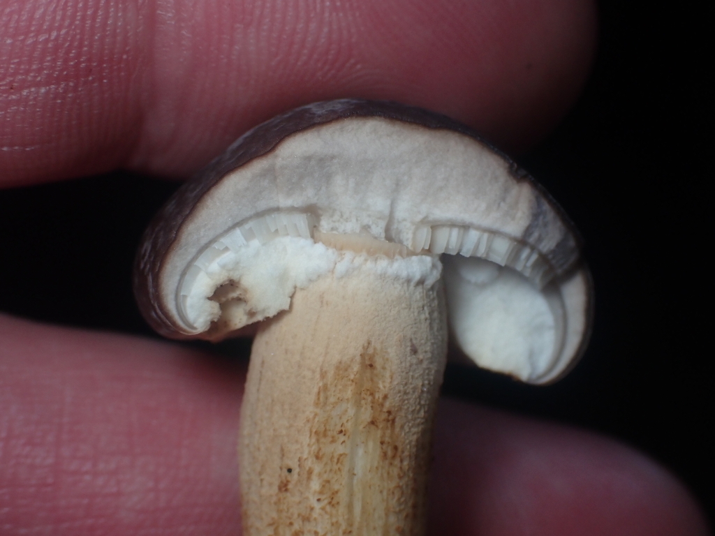 Cyclocybe parasitica · April 2025 · photo: © pdbellbutler (iNaturalist, cc-by)