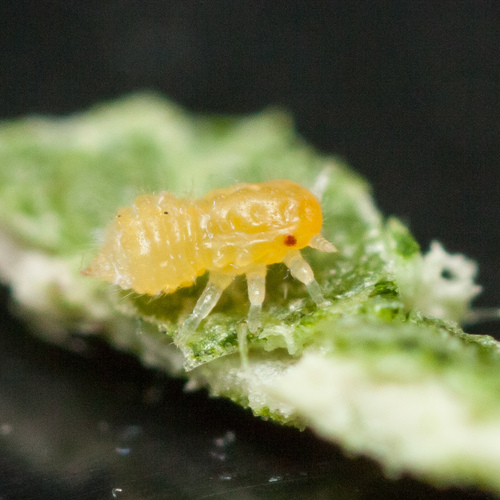 Hackberry Blister Gall Psyllid photo 3