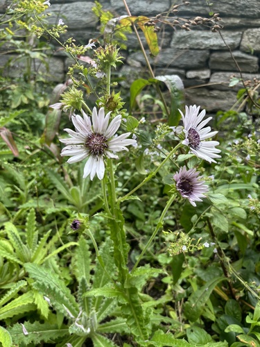 Berkheya purpurea iNat (3)