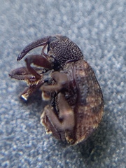 Conotrachelus posticatus
