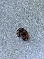 Conotrachelus posticatus