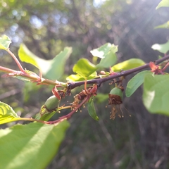 Aprikose (Prunus armeniaca): Herkunft und Verwendung — Foto 3