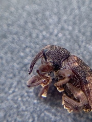 Conotrachelus posticatus