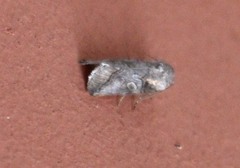 Aleptina inca