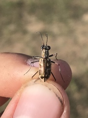 Ellipsoptera cuprascens