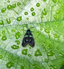 Clelea sapphirina