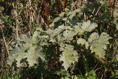 Erysiphe heraclei