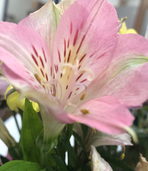 Alstroemeriaceae