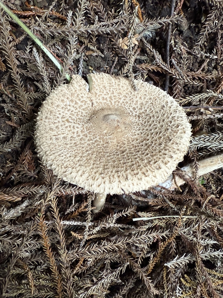 Macrolepiota clelandii · April 2025 · photo: © lizid (iNaturalist, cc-by)