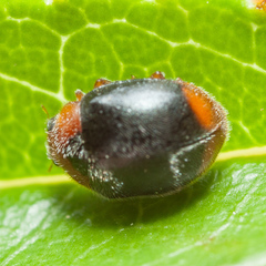 Scymnus louisianae