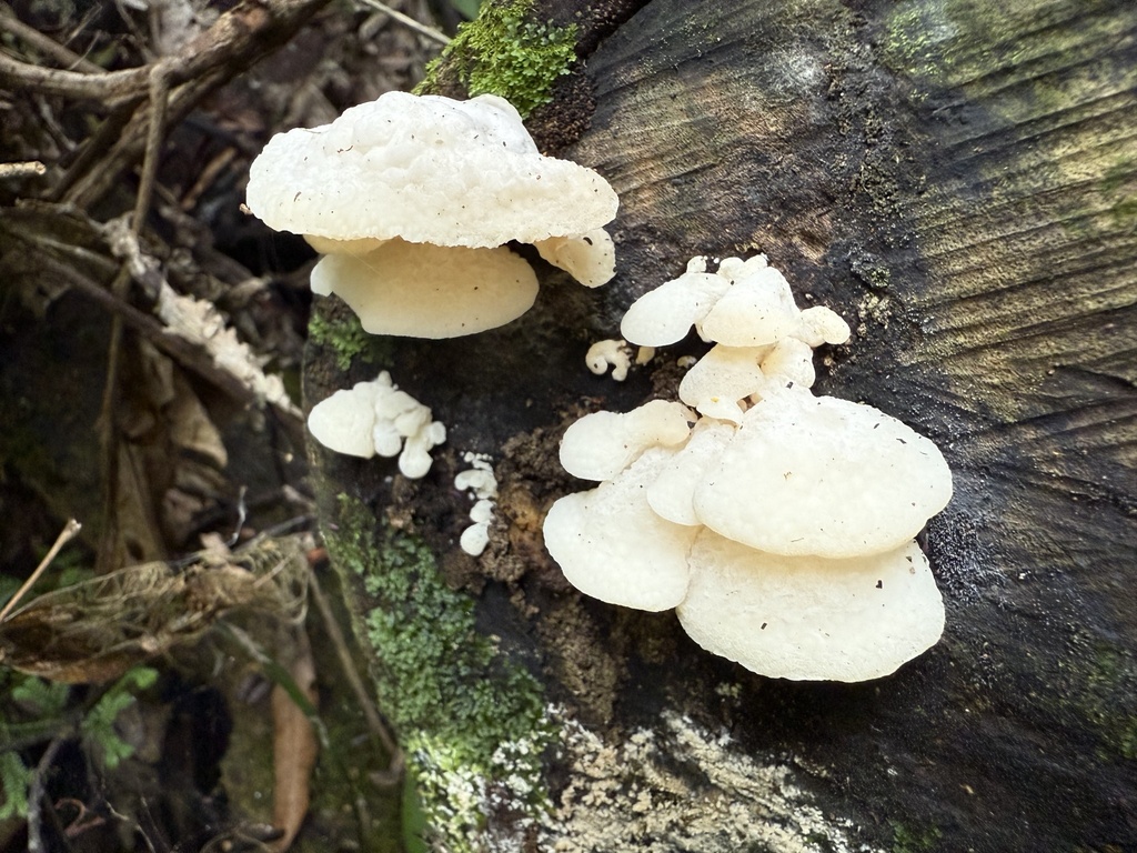 Favolaschia pustulosa · April 2025 · photo: © lizid (iNaturalist, cc-by)