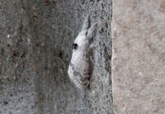 Apotolype brevicrista