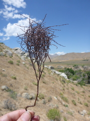 Eriogonum nidularium