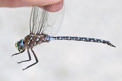 Aeshna interrupta interrupta