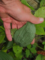 Cypripedium parviflorum