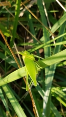 Amblycorypha rotundifolia