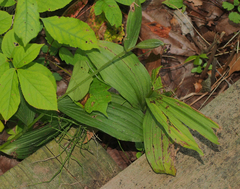Cypripedium parviflorum