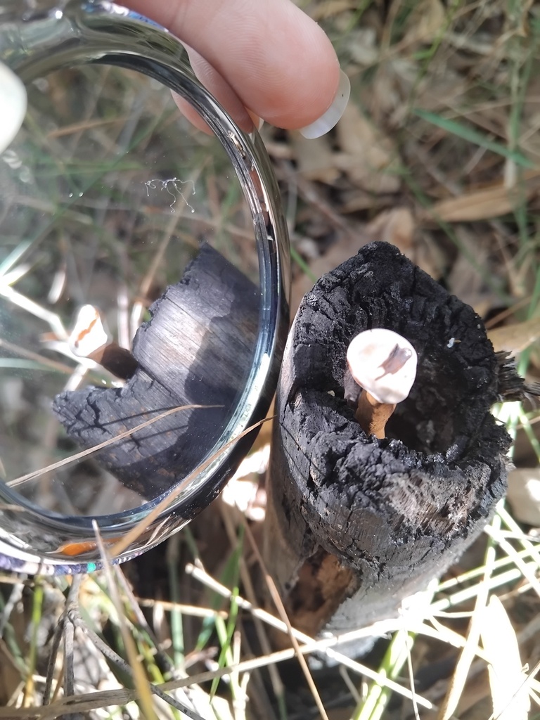 Sanguinoderma rude · April 2025 · photo: © sofiazed1 (iNaturalist, cc-by)