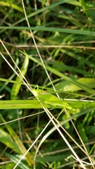 Amblycorypha rotundifolia
