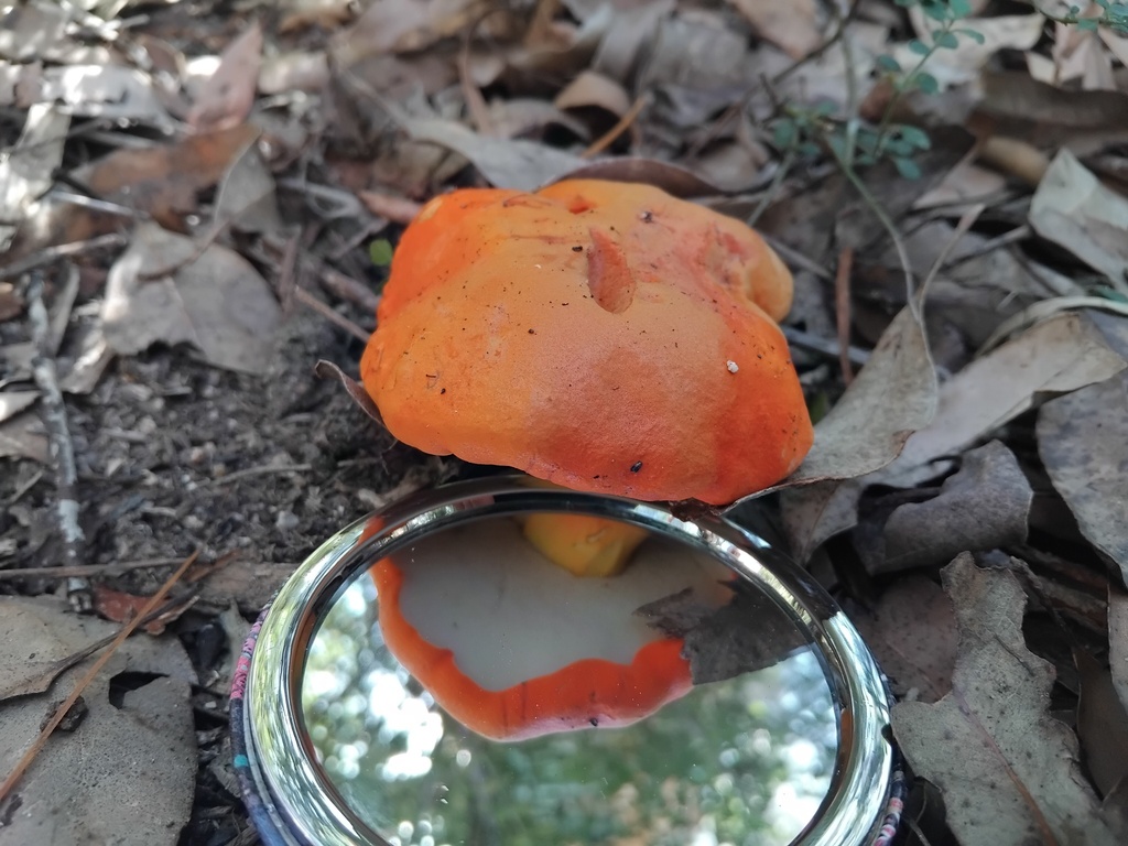 Tylopilus balloui · April 2025 · photo: © sofiazed1 (iNaturalist, cc-by)