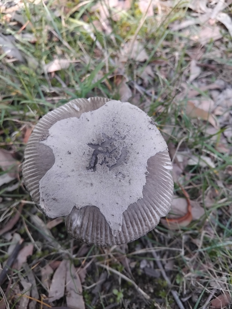 Amanita cheelii · April 2025 · photo: © sofiazed1 (iNaturalist, cc-by)
