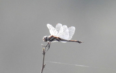Tramea cophysa