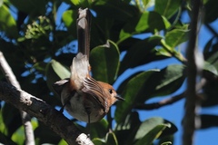 Chasiempis sclateri