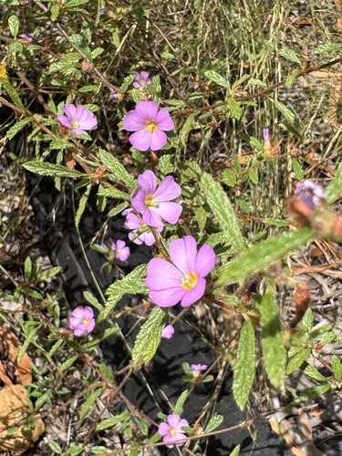 Dicarpidium