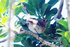 Chasiempis sclateri