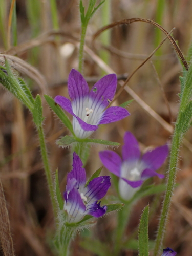 Image of Githopsis pulchella by (c) Ryan Donnelly, some rights reserved (CC BY)