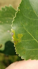 Stigmella populetorum