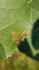 Stigmella populetorum