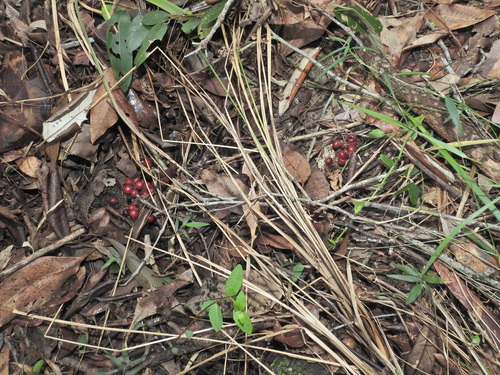Image of Sarcopetalum harveyanum by (c) Scott W. Gavins, some rights reserved (CC BY)