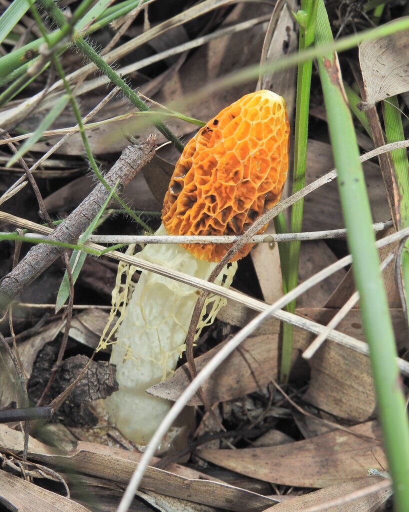 Phallus multicolor · April 2025 · photo: © scottwgavins (iNaturalist, cc-by)