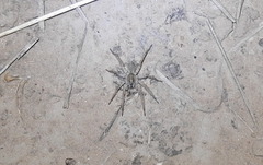 Pavocosa