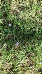 Dyschoriste decumbens