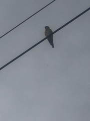Falco sparverius sparverius