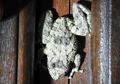 Scinax acuminatus