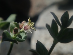 Galium hypotrichium