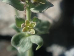 Galium hypotrichium