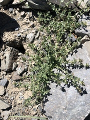 Galium hypotrichium