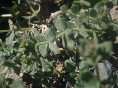 Galium hypotrichium