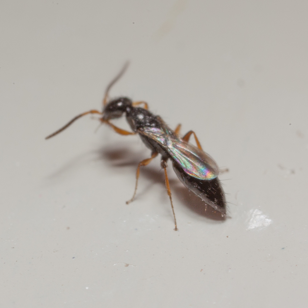 Laelius pedatus