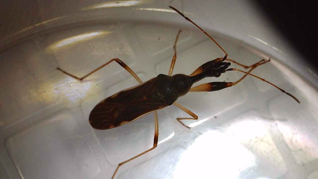 Texas Seed Insect Long-necked Seed Bug from Waxahachie, TX, USA on April 14, 2025 at 11: ...