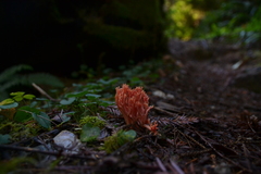 Ramaria stuntzii