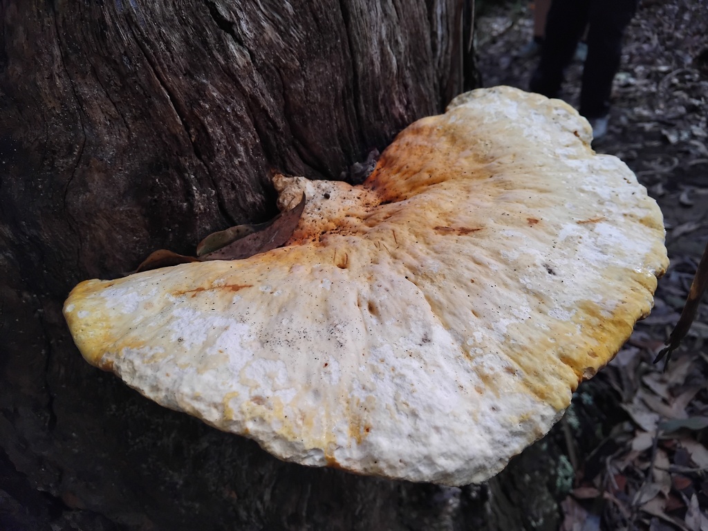Piptoporus australiensis · April 2025 · photo: © sofiazed1 (iNaturalist, cc-by)