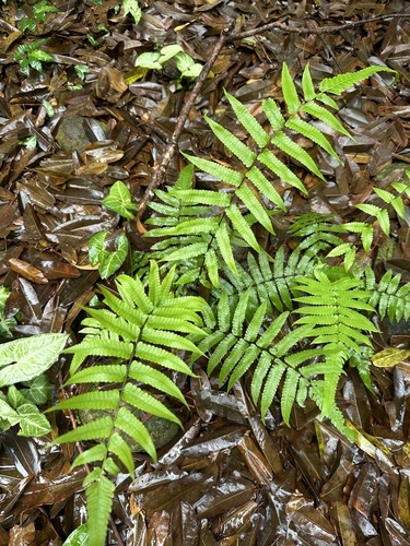 Christella subpubescens observed 2025-04-14