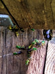 Agapostemon splendens